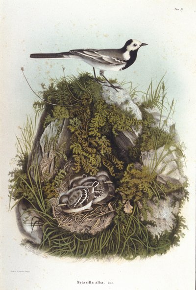 Ornitologia: una ballerina grigia (motacilla alba) vicino al nido dei suoi piccoli. Tavola di zoologia del XIX secolo da Unknown artist