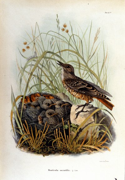Ornitologia: un monticola vicino al nido dei suoi piccoli da Unknown artist