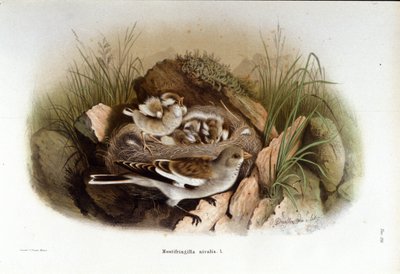 Ornitologia: una niverolle alpina vicino al nido dei suoi piccoli da Unknown artist