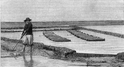 Ostricoltura - la coltivazione delle ostriche nel bacino di Arcachon (1894): vista generale di un parco ostricolo. A, A: ambulanze o casse ostreofile. (Da una fotografia). Incisione in 