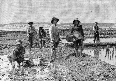 Ostricoltura - la coltivazione delle ostriche nel bacino di Arcachon (1894): parchi ostricoli (da una fotografia). Incisione in "La Nature: revue des sciences et de leurs applications aux arts et a l