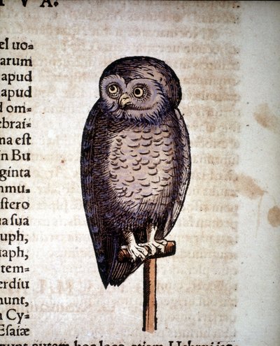 Gufo - da Historiae animalium di Konrad Gesner, Tiguri da Unknown artist