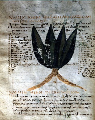 Pagina del manoscritto di Apuleio (Lucius Apuleius) "De viribus herbarum", VIII o IX secolo. Lucca, Biblioteca Governativa. da Unknown artist