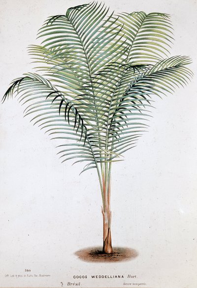 Palma Cocos Weddelliana (Brasile) - Tavola botanica da Unknown artist