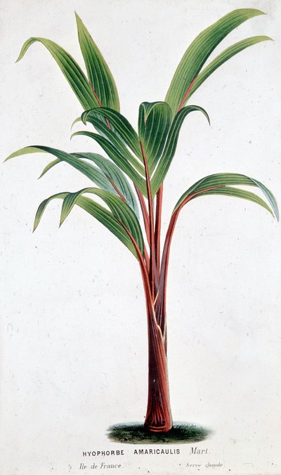 Palma Hyophorbe Amaricaulis (Mauritius) - Tavola botanica da Unknown artist