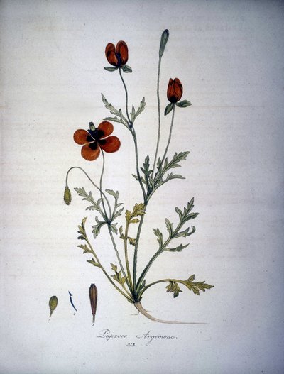 Papaver Argemone (Fiore e pianta di papavero argemone). Erbario del XIX secolo. da Unknown artist