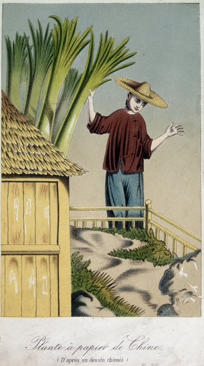 Pianta della carta, Cina - incisione da Unknown artist