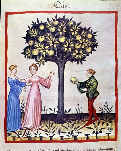 Raccolta di cedri, frutto del cedro. Miniatura dal trattato di medicina e dietetica "Tacuinum sanitatis" da Unknown artist