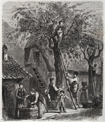 Raccolta di ciliegie - incisione del 1860 da Unknown artist