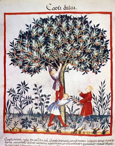 Raccolta di ciliegie. Illustrazione dal trattato di medicina e dietetica 
