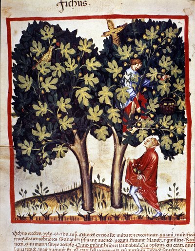 Raccolta di fichi. Miniatura dal trattato di medicina e dietetica "Tacuinum sanitatis" da Unknown artist