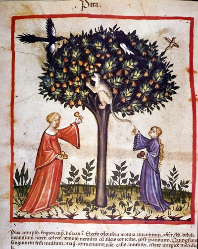 Raccolta di pere. Illustrazione dal trattato di medicina e dietetica 