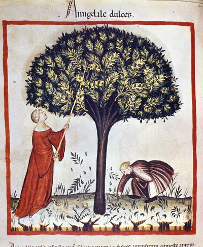 Raccolta di mandorle dolci. Miniatura dal "Tacuinum sanitatis" da Unknown artist