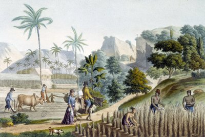 Raccolta e piantagione di riso sull