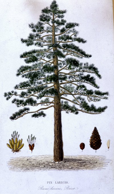 Pin Laricio - tavola botanica da Unknown artist