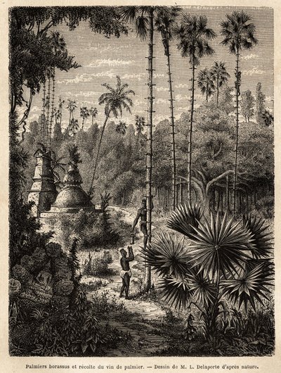 Piantagione di palme borassus in Laos e raccolta del vino di palma, incisione per illustrare il viaggio di esplorazione in Indocina, di Francis Garnier, 1866-1868 da Unknown artist