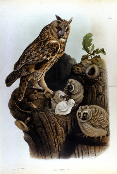 Piatto raffigurante una famiglia di gufi vicino al nido da Unknown artist