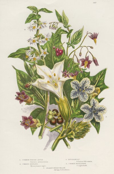 Piante velenose. Oltre alla velenosa Belladonna nera o comune (Solanum nigrum) in alto a sinistra, e alla Dulcamara (Solanum dulcamara) in alto a destra, c
