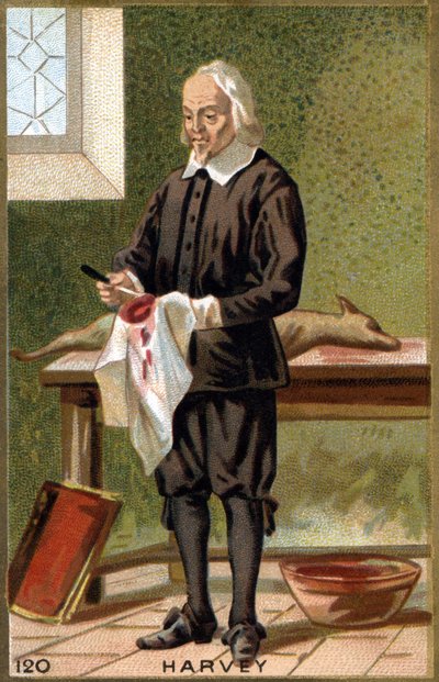 Ritratto di William Harvey, medico inglese (cromolitografia del XIX secolo) da Unknown artist