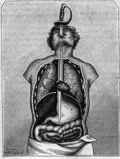Posizione occupata dalla lama nel corpo di una rondine. Incisione in "La Nature: revue des sciences et de leurs applications aux arts et a l