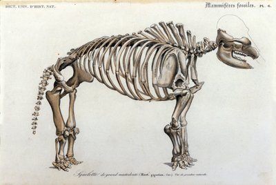 Preistoria: scheletro di mastodonte, mammiferi fossili (Mas gigantium). Tavola di paleontologia dal Dictionnaire universel d