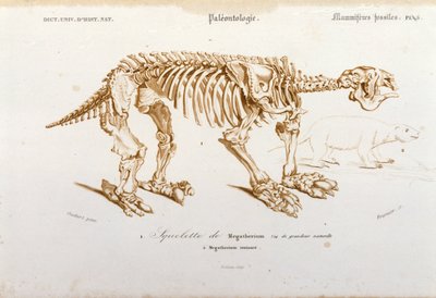 Preistoria: scheletro di megaterio (bradipo terrestre della famiglia degli elefanti) mammifero fossile. Tavola di paleontologia tratta da "Dictionnaire universel d
