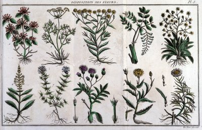 Provviste di fiori: in “Flora Francese, o una breve descrizione di tutte le piante che crescono naturalmente in Francia, disposte secondo un nuovo metodo di analisi a cui si allega la citazione delle loro virtù meno equivoche in medicina e la loro utilità  da Unknown artist