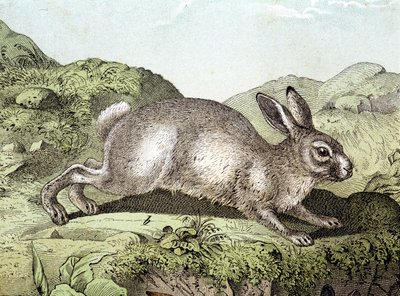 Coniglio - in "Storia naturale dei mammiferi", ed. Schreiber da Unknown artist