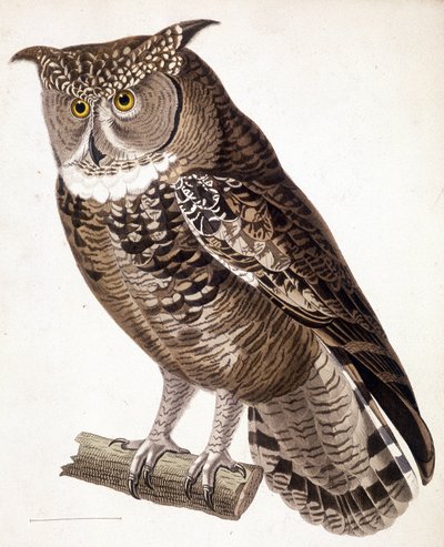 Rapace: gufo africano. Incisione del XIX secolo da Unknown artist