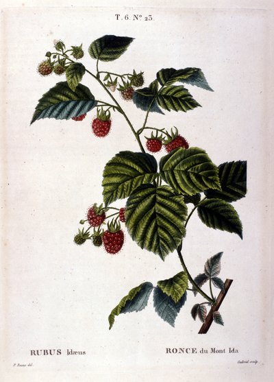 Lamponi e frutta: tavola botanica del XIX secolo. da Unknown artist