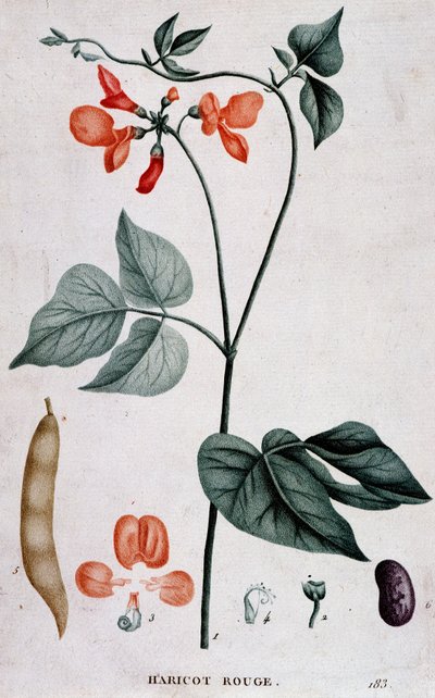 Fagiolo Rosso, Tavola Botanica da Unknown artist