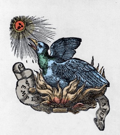 Rappresentazione di una Fenice, uccello leggendario, che rinasce dalle sue ceneri. Incisione del XIX secolo da Unknown artist