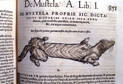 Rappresentazione di una mustella (famiglia dei mustelidi) legata alla donnola - in Historia Animalium di Conrad Gesner (1516 - 1565), Tiguri da Unknown artist