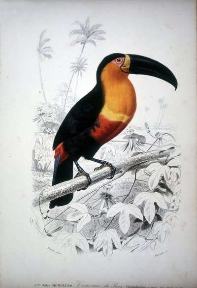 Rappresentazione di un tucano, uccello del Sud America. Incisione del XIX secolo da Unknown artist