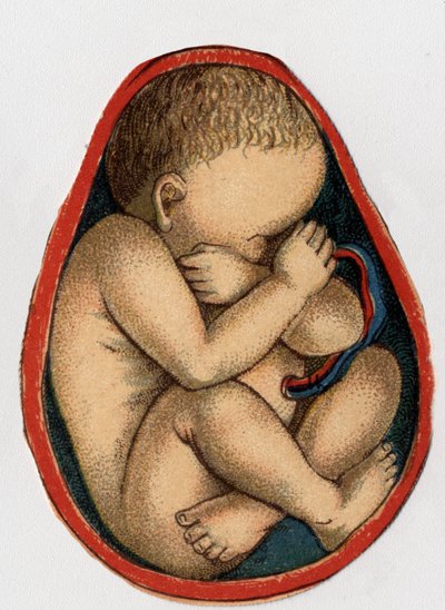 Rappresentazione di un utero con gravidanza. “La nuova medicina naturale” di F.E. Bilz. 1898 da Unknown artist