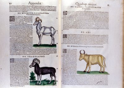 Rappresentazione di pecore, bufali... - in Historia Animalium di Conrad Gesner (1516 - 1565), Tiguri da Unknown artist