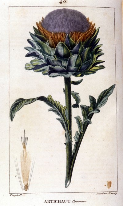 Rappresentazione del carciofo comune. Tavola botanica. XIX secolo. da Unknown artist