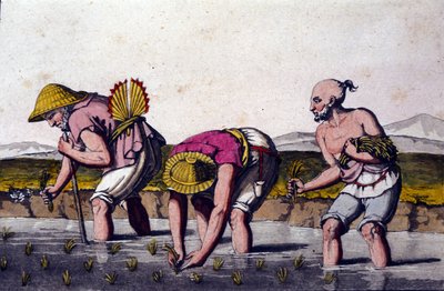 Coltivazione del riso in Cina. Stampa del XIX secolo da Unknown artist