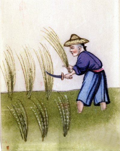 Coltivazione del riso in Cina. Dipinto su carta di riso da Unknown artist