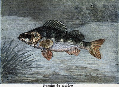 Persico reale. Incisione del 1897 da Unknown artist
