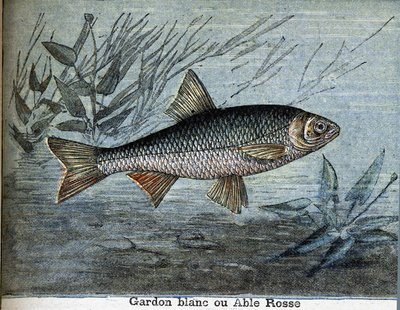 Pesce bianco o able rosse da Unknown artist