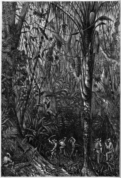Sviluppo stradale in America Centrale: La perforazione della strada nicaraguense attraverso una foresta vergine (deforestazione). Disegno del tenente Olivier, membro della spedizione del capitano Bedford Pim. Incisione in "L