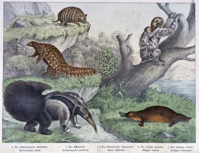 Roditore: armadillo, bradipo, formichiere - in “Natural histories of mammals”, ed. Schreiber da Unknown artist