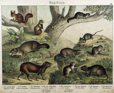 Roditore: scoiattolo... - in “Histoires naturelles des mammifères”, ed. Schreiber da Unknown artist