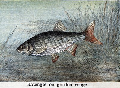 Rotengle o scardola rossa. Incisione del 1898 da Unknown artist