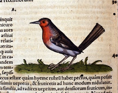 Rosso da Historia Animalium di Conrad Gesner, Tiguri 1560. Biblioteca nazionale Braidense. Milano da Unknown artist