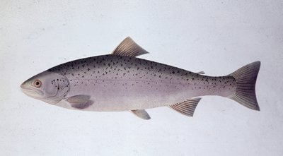 Trota salmonata - Tavola di storia naturale da Unknown artist