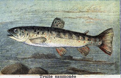 Trota salmonata. Incisione del 1898 da Unknown artist