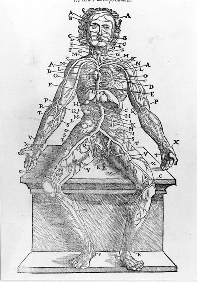 Sezione di un corpo umano dalla 