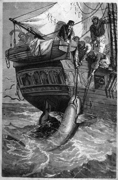 Pesca allo squalo. Incisione del XIX secolo. Collezione privata da Unknown artist